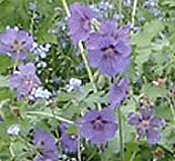 Hardy geraniums