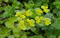 Golden-leaved Saxifrage 