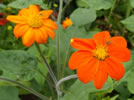 Tithonia rotundifolia ‘Torch’